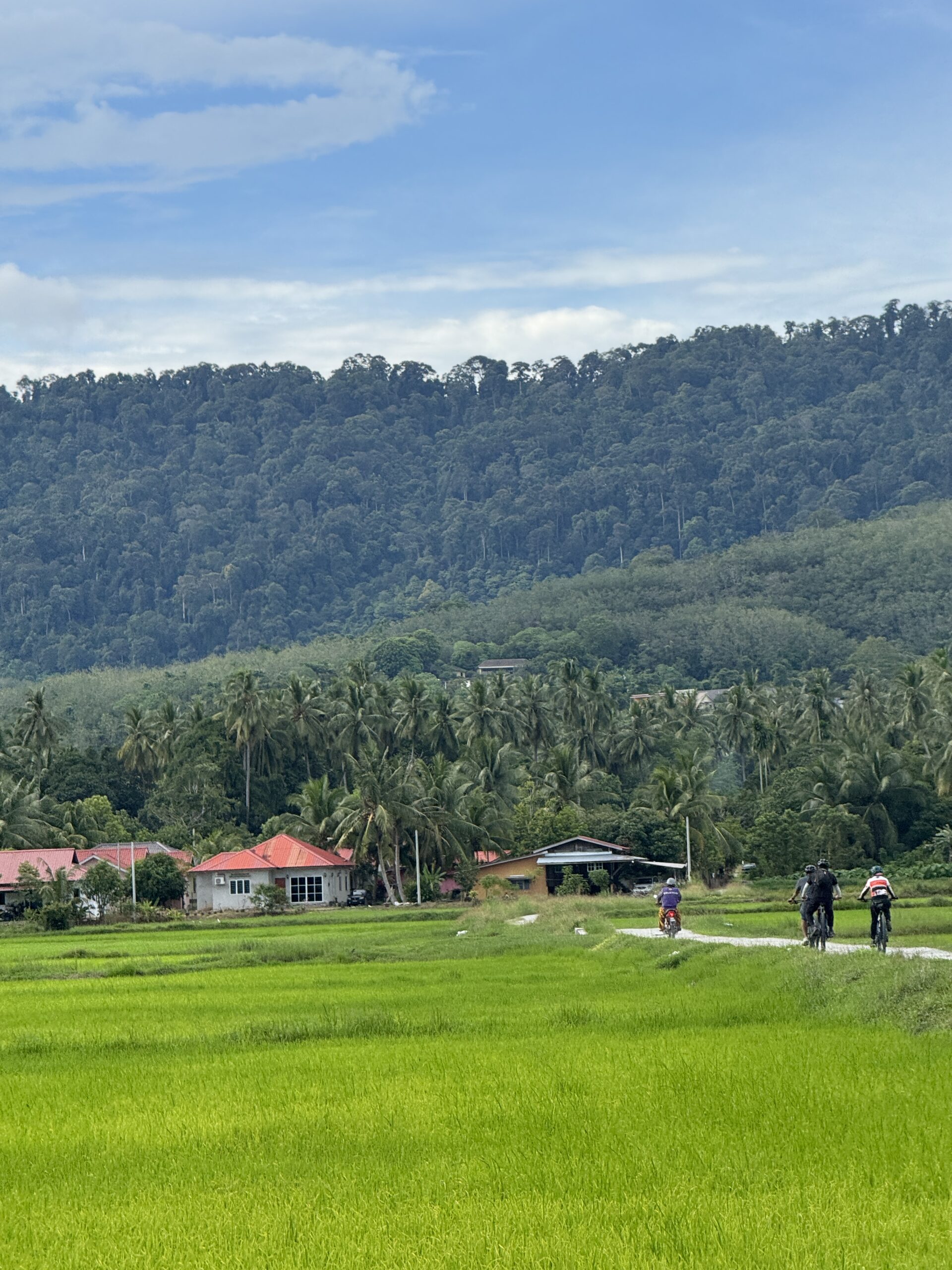 Panoramic view of Langkawi’s countryside with golden paddy fields, palm trees, and distant hills — the route for the Countryside Cycling Tour.